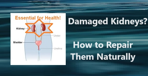 Damaged Kidneys? How to Repair Them Naturally