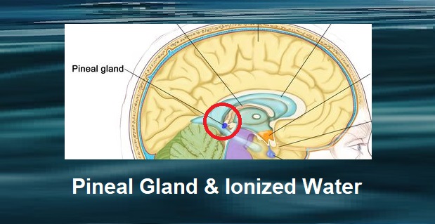 The Pineal Gland & Alkaline Ionized Water