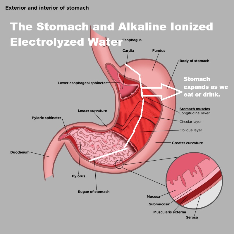 The Stomach, Digestion, and Alkaline Ionized Electrolyzed Water